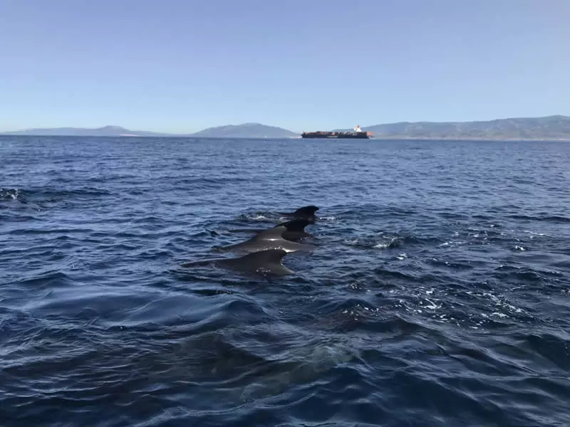 Avistamiento de cetáceos en el Estrecho de Gibraltar